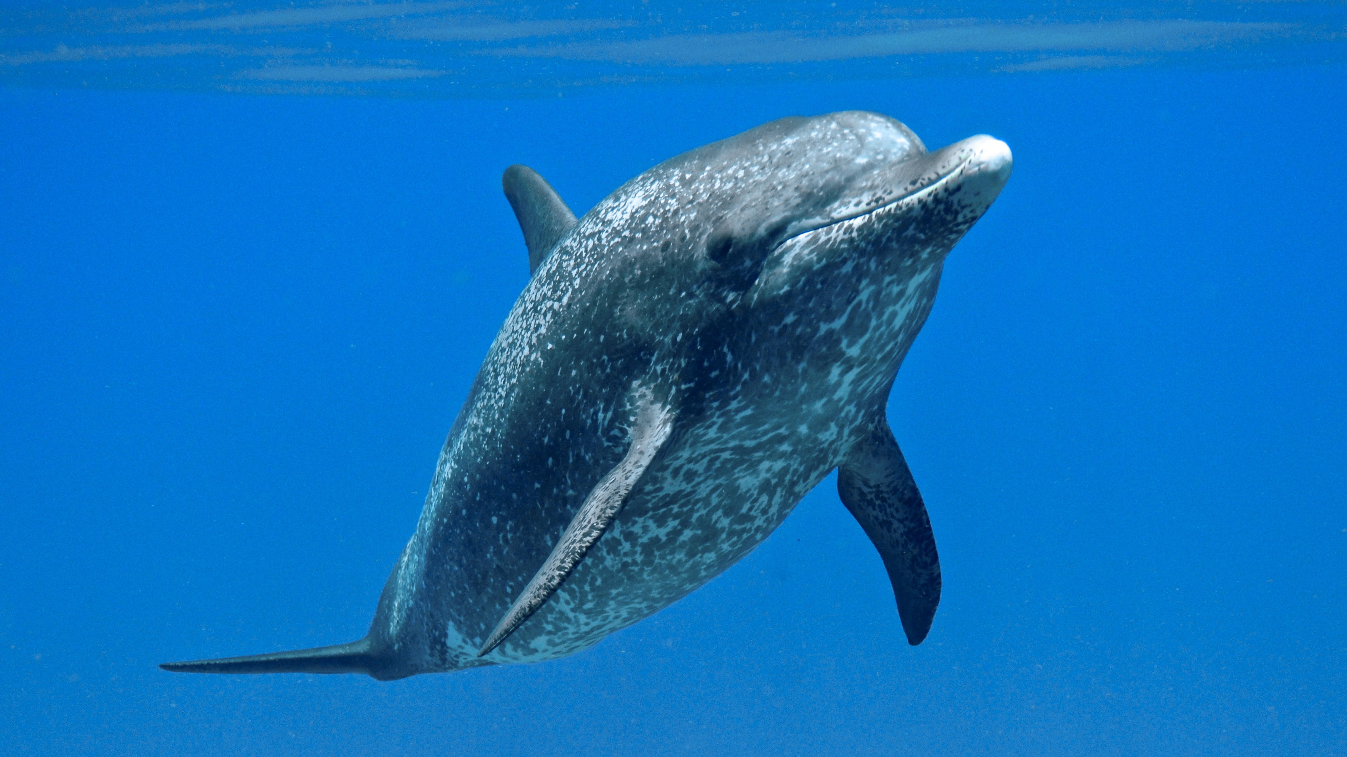 Changing Seas Dolphins Breaking The Code